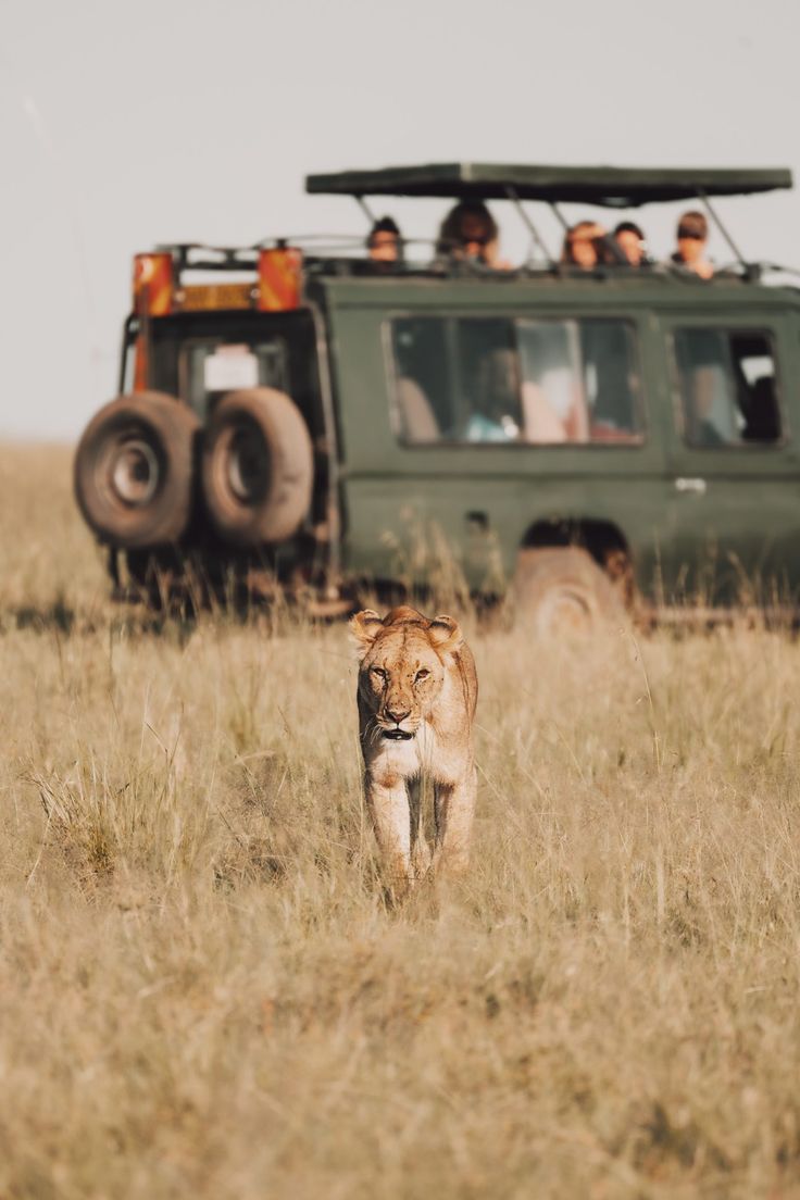 Maasai Mara safari